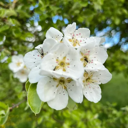 Chalet Le De La Liez Peigney